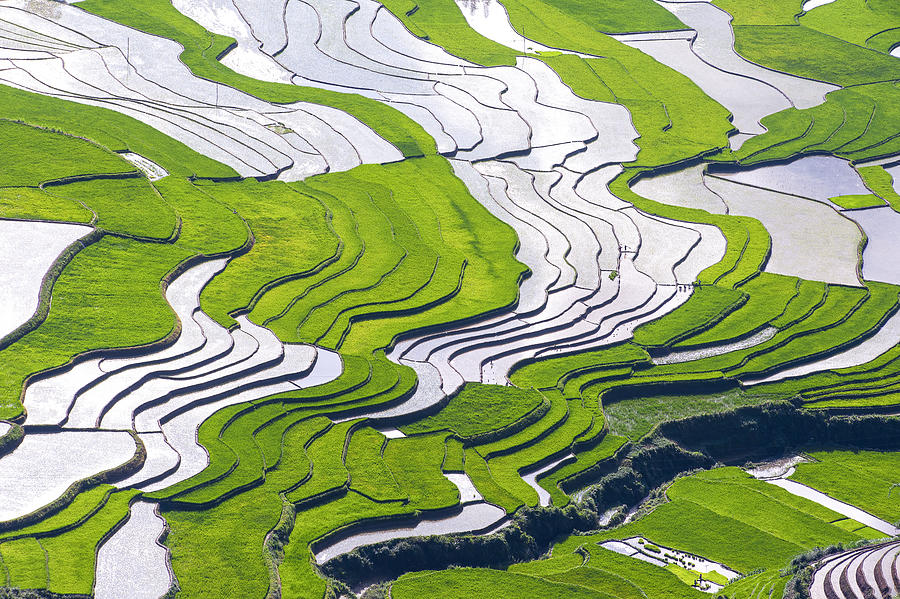 Lineart Of Terraces In Khau Pha_mu Cang Chai_ Yen Bai_03 Photograph by ...