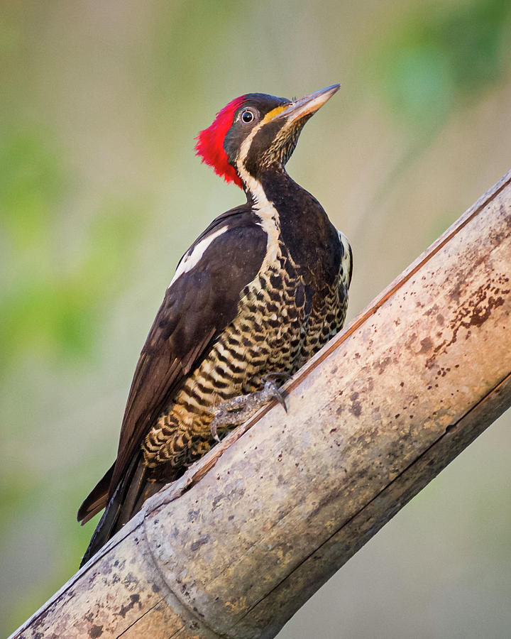 Lineated Woodpecker La Palmita Casanare Colombia Photograph by Adam Rainoff