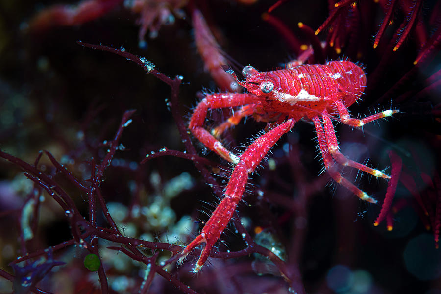 Lined Squat Lobster Raymunida Lineata Photograph by Bruce Shafer
