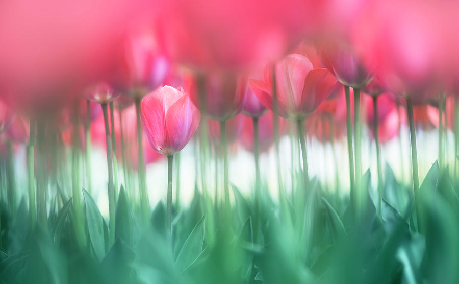 Tulip Photograph - Lined Tulips by Takashi Suzuki