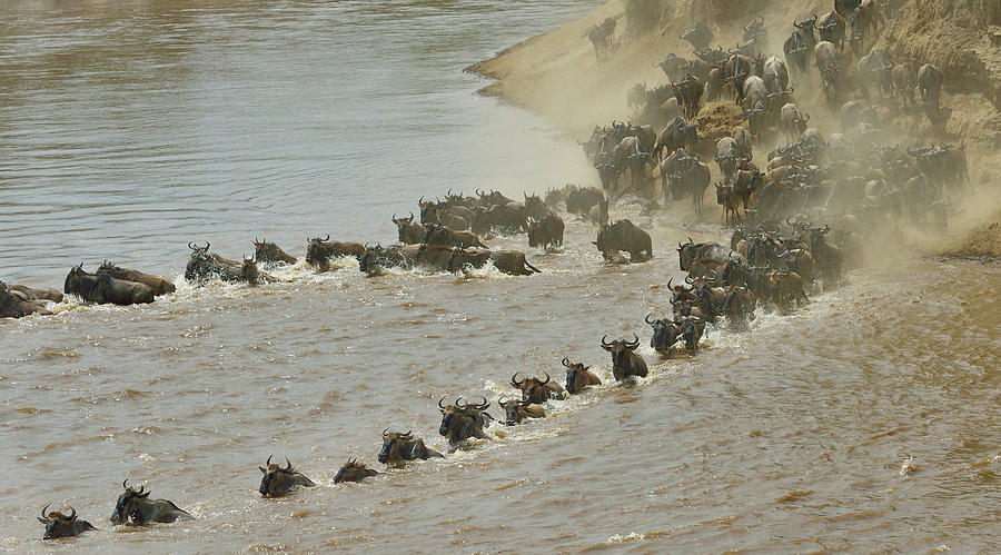 Lines Of Western White-bearded Wildebeest (connochaetes Taurinus ...