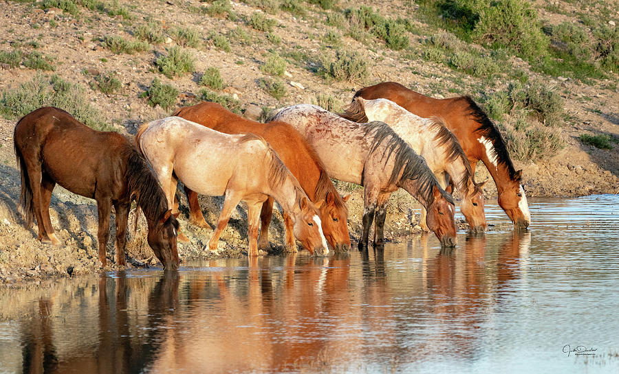 Horse Photograph - Lineup at the Pond-- Wild Horses by Judi Dressler