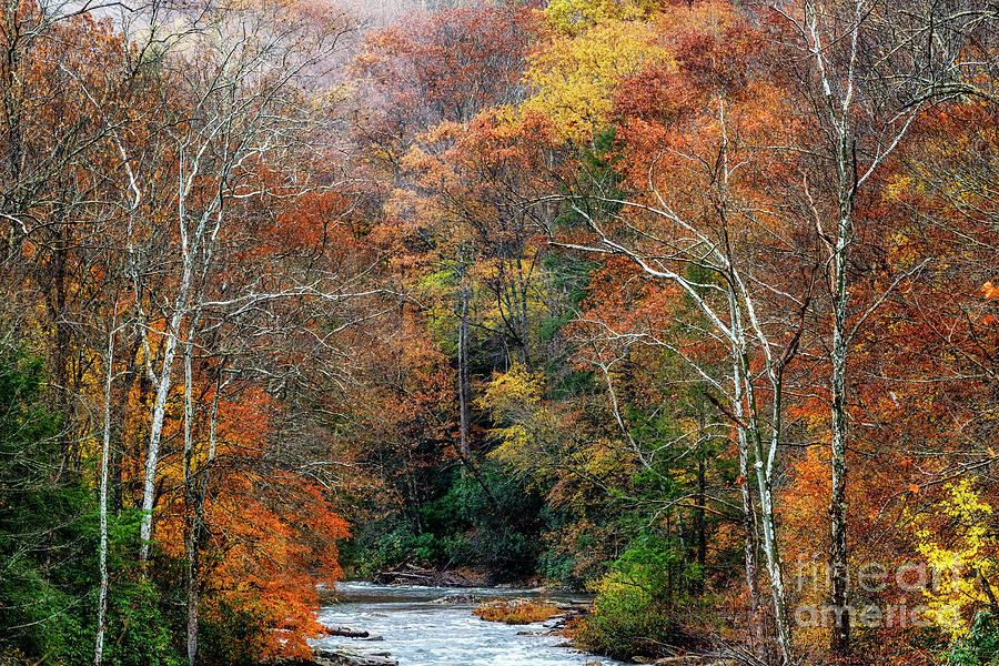 Lingering Fall Color Photograph by Thomas R Fletcher