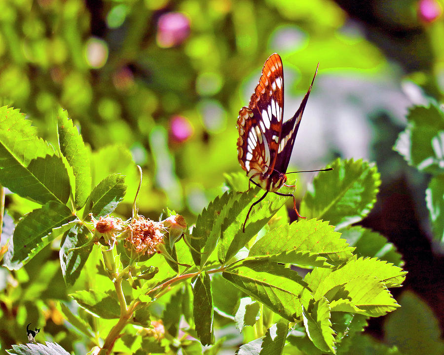 Link River Butterfly Photograph