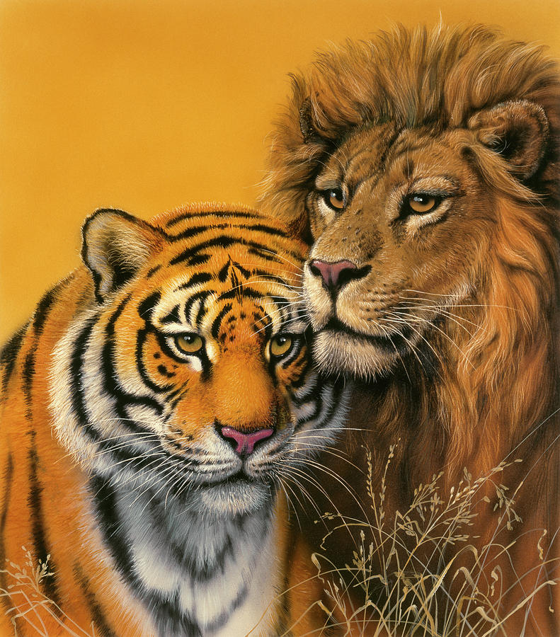 Tiger And Lion Painting - Lion & Tiger by Harro Maass