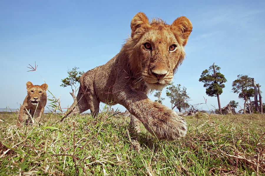 Lion Adolescent Males Approaching With Photograph by Anup Shah