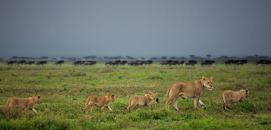 Lion And Cubs Crossing The Grassland In Photograph by Mint Images - Art Wolfe