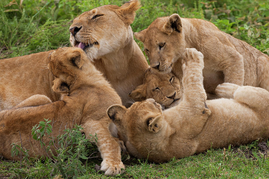Lion And Cubs Playing In The Serengeti Photograph by Mint Images - Art Wolfe