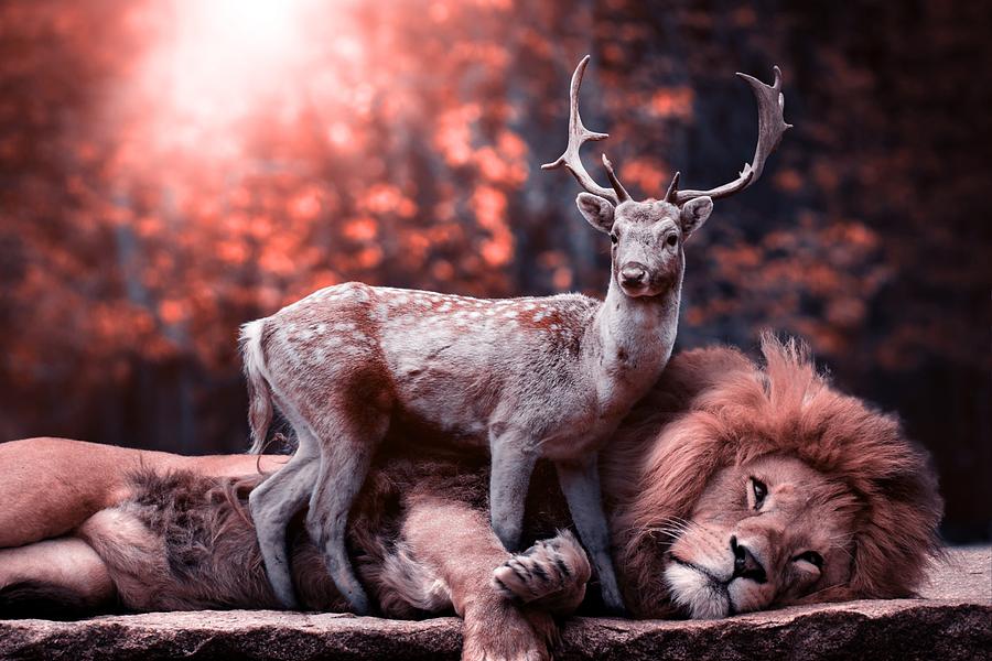 Lion and reindeer Photograph by Top Wallpapers