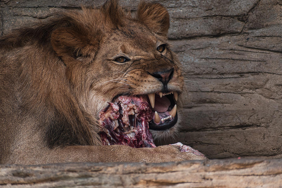 Lion And The Lunch Time Photograph by Daniel Klement