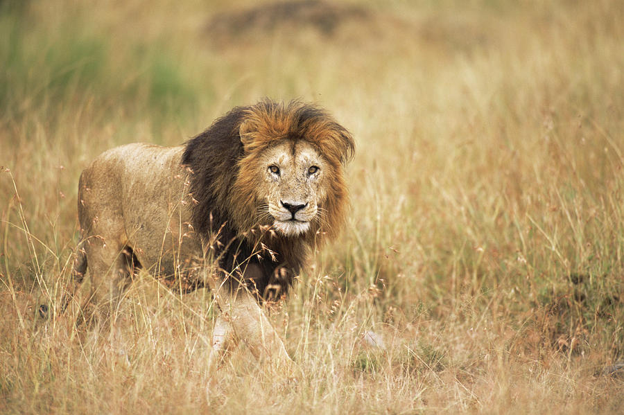 Lion Approaching Photograph by James Warwick - Fine Art America