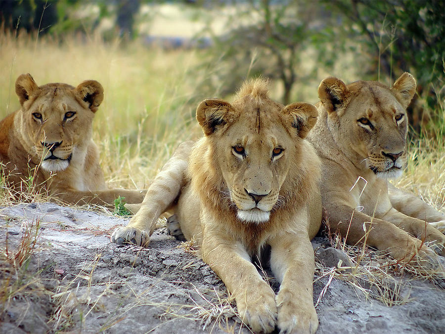Animal Photograph - Lion Around by Pjmalsbury