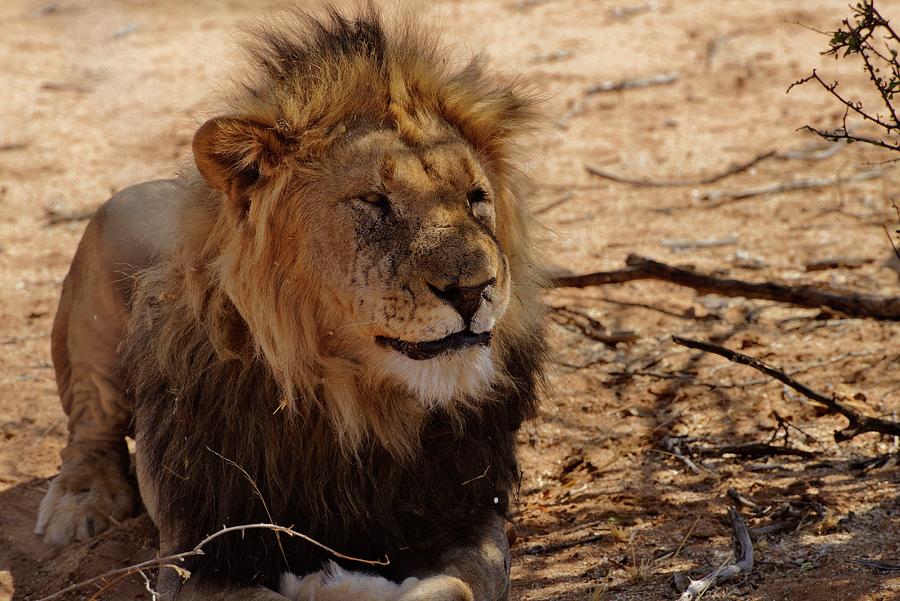 Lion At Game Reserve, Erongo, Namibia Digital Art by Gunter Hartmann
