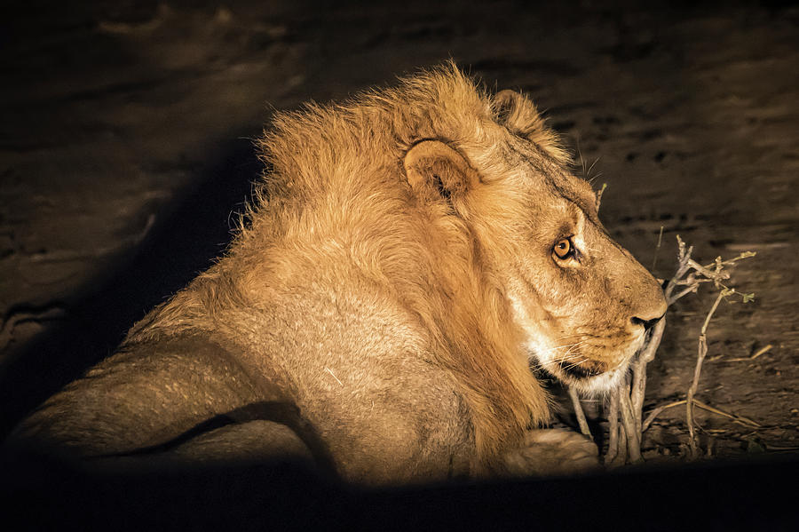 Lion at Night Photograph by Betty Eich