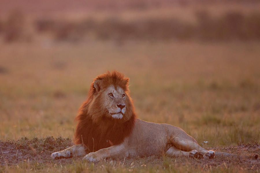 Lion At Sunset, Masai Mara, Kenya Photograph by Matthew Scholey