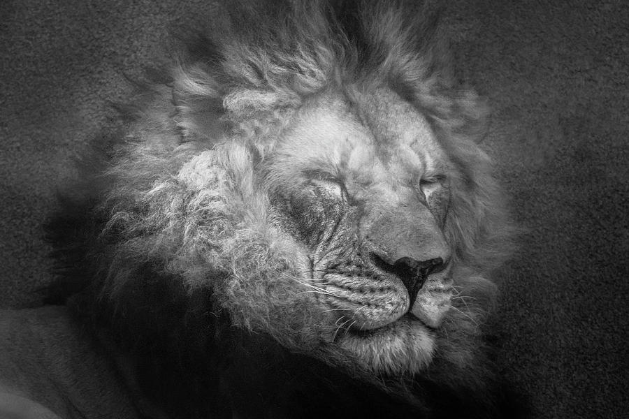 Lion Basks in the Sun by Peter Wagner Lion Basks in the Sun by Peter Wagner