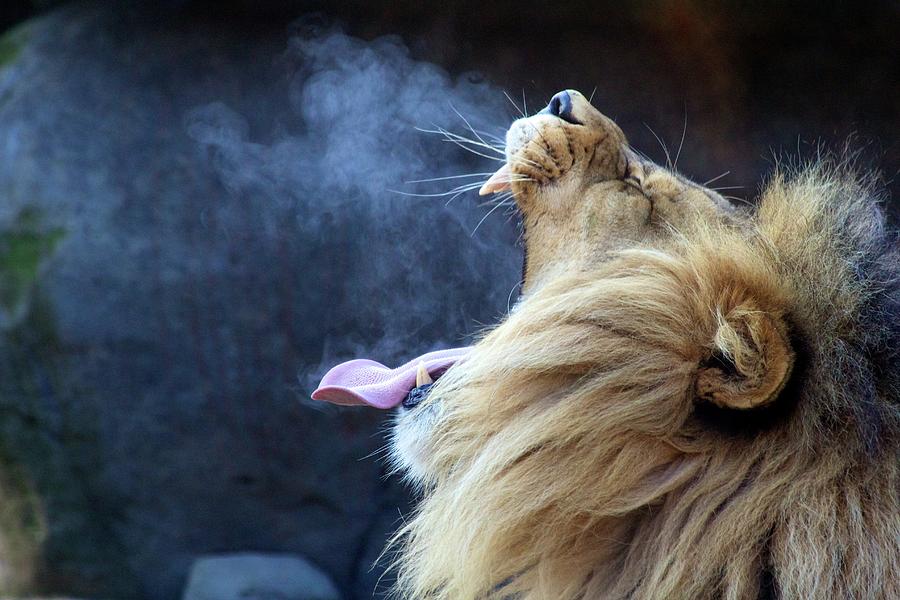 Lion Breath Photograph by Andrew R. Wallace