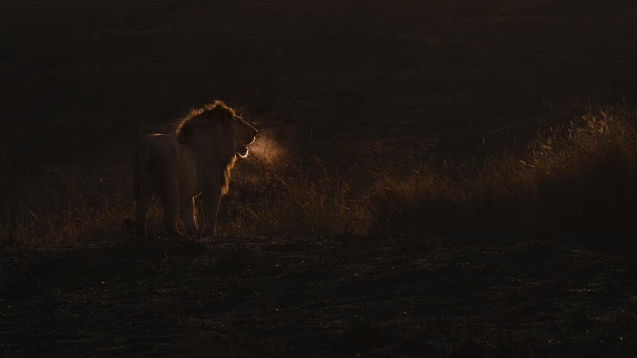 Wildlife Photograph - Lion Breath by Roberto Marchegiani
