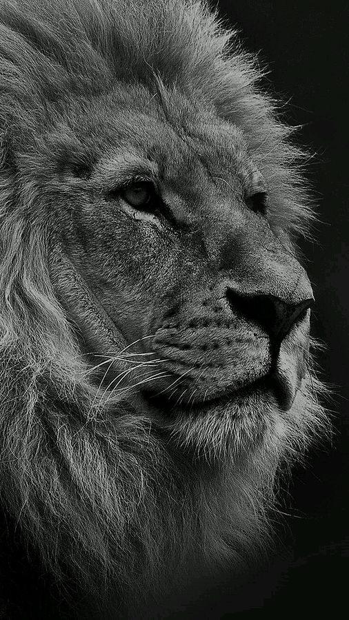 Lion Photograph by Chiedozie Stanley Ugboajah