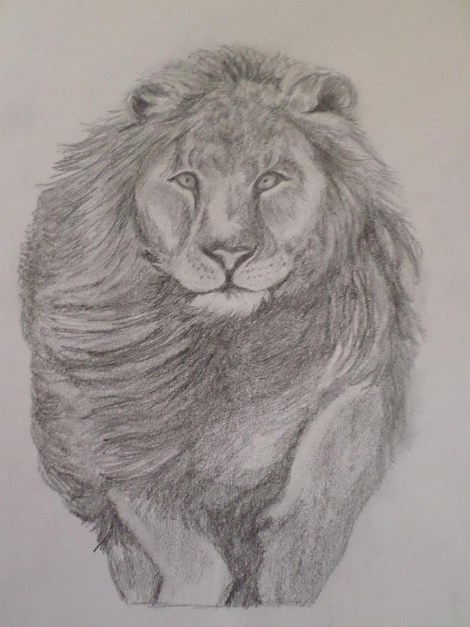 Lion Drawing by Christy Saunders Church