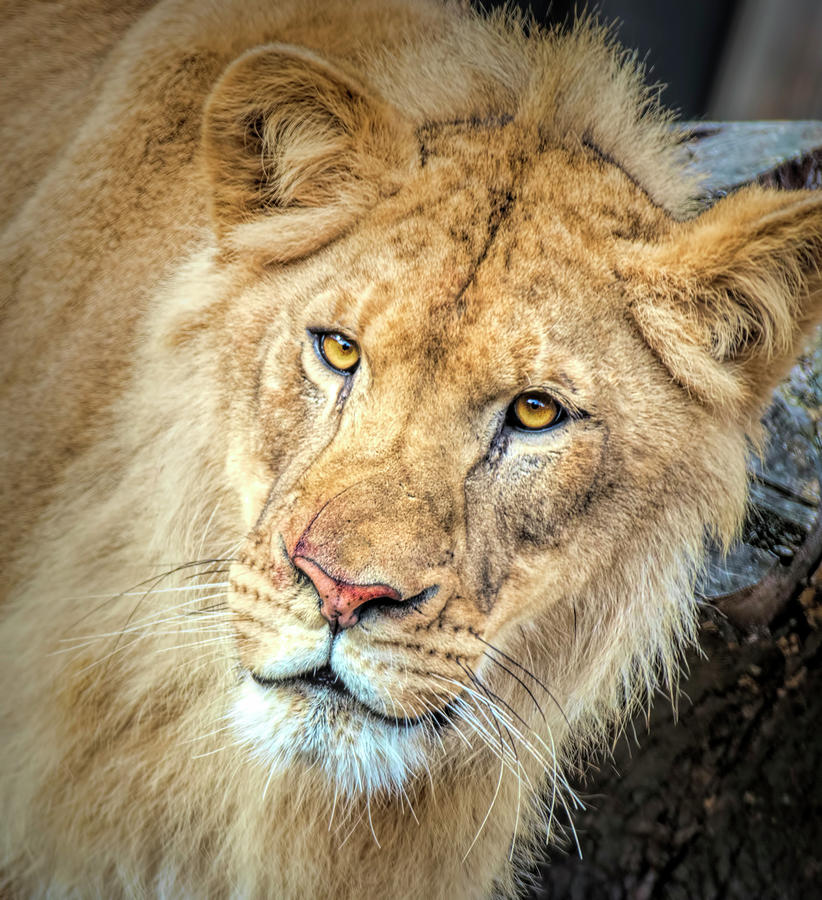 Lion Close Up Photograph by Deborah Penland
