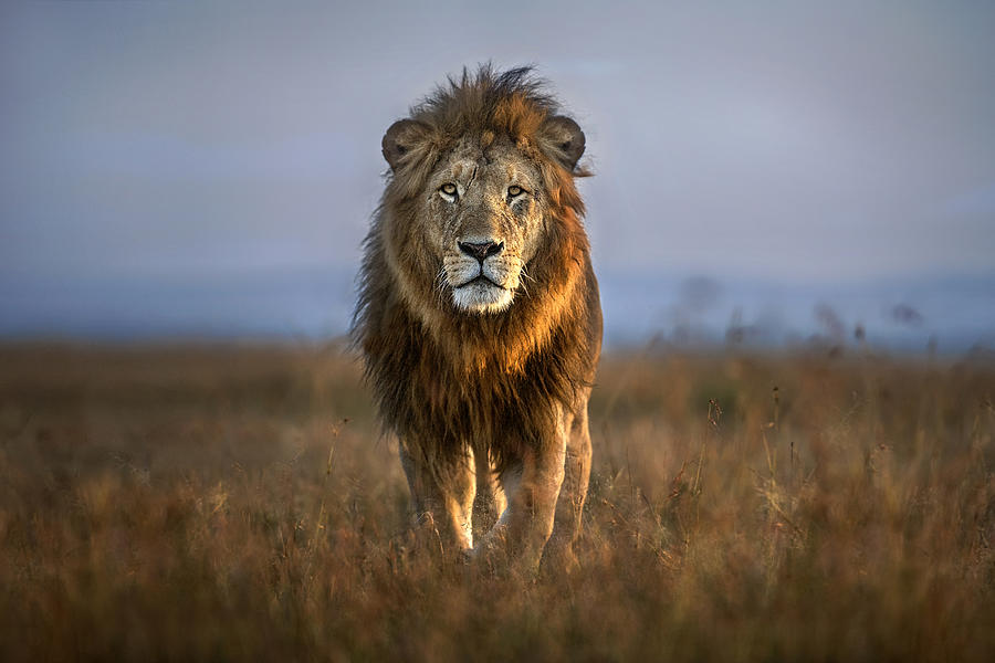 Lion Close Up Photograph by Xavier Ortega