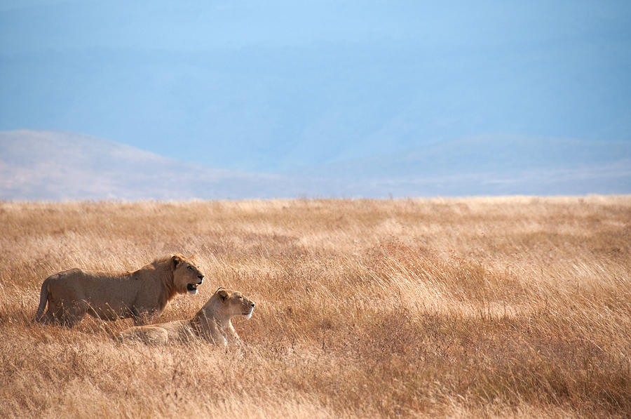 Lion Couple In Ngorongoro Crater Photograph by Ceneri
