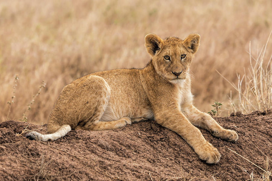 Lion Cub 1 Photograph by Betty Eich