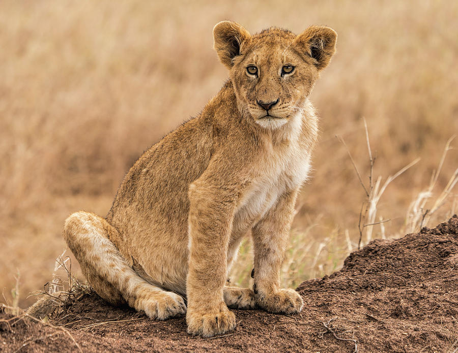 Lion Cub 2 Photograph by Betty Eich