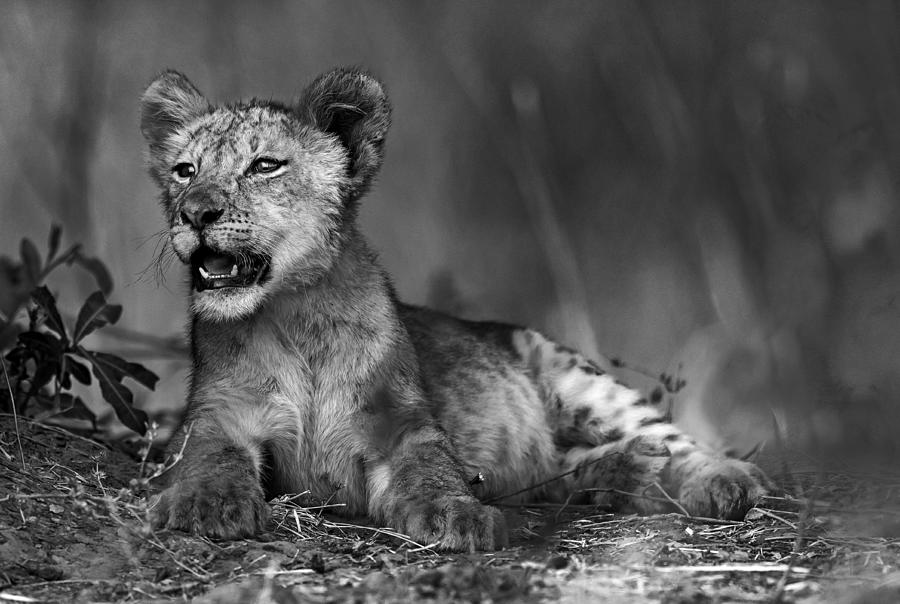Lion Cub In B & W Photograph by Giuseppe Damico