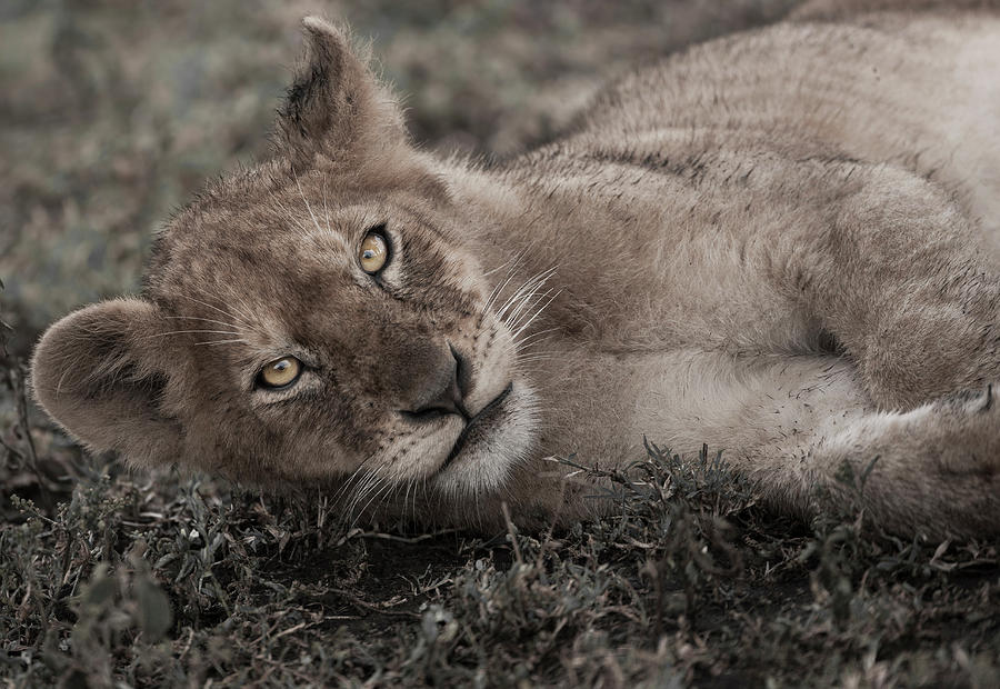 Lion Cub Lying On The Ground In The Photograph by Mint Images - Art Wolfe