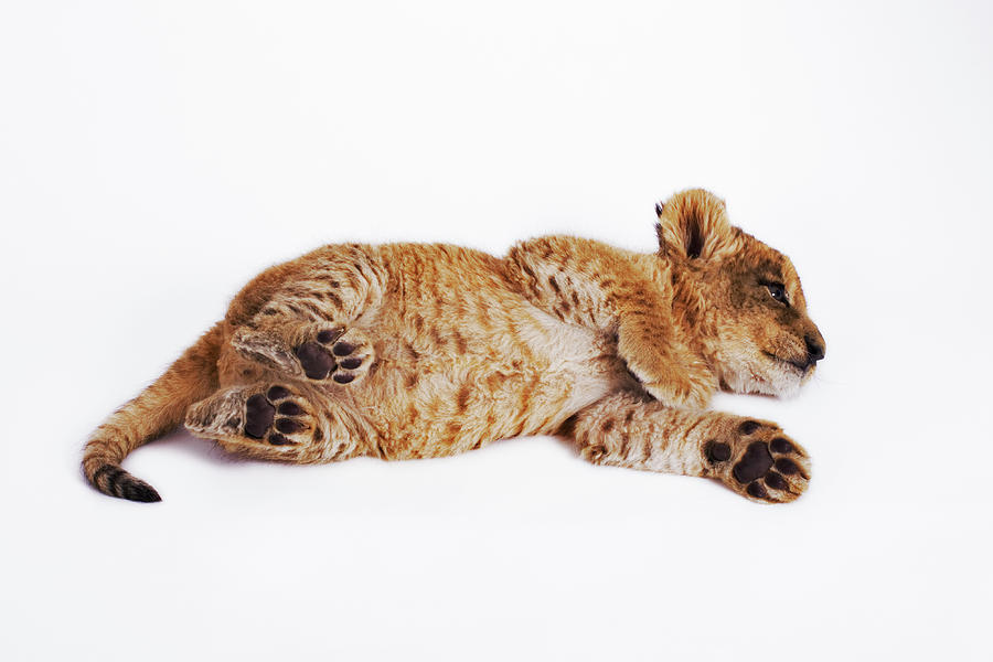 Lion Cub Panthera Leo Lying On Side Photograph by Martin Harvey