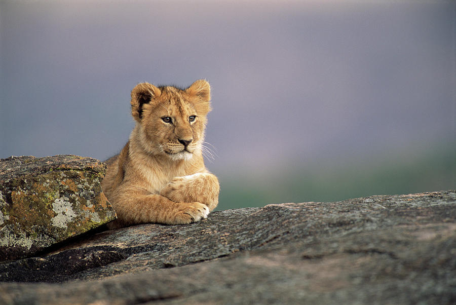 Lion Cub Panthera Leo On Rock Photograph by James Warwick