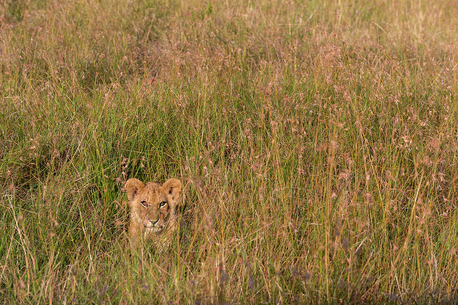 Nature Digital Art - Lion Cub (panthera Leo) Waiting For Its Mother And Hiding In Tall Grass, Masai Mara National Reserve, Kenya by Delta Images