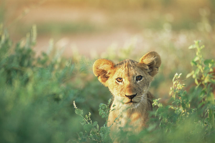Lion Cub Portrait Photograph by James Warwick