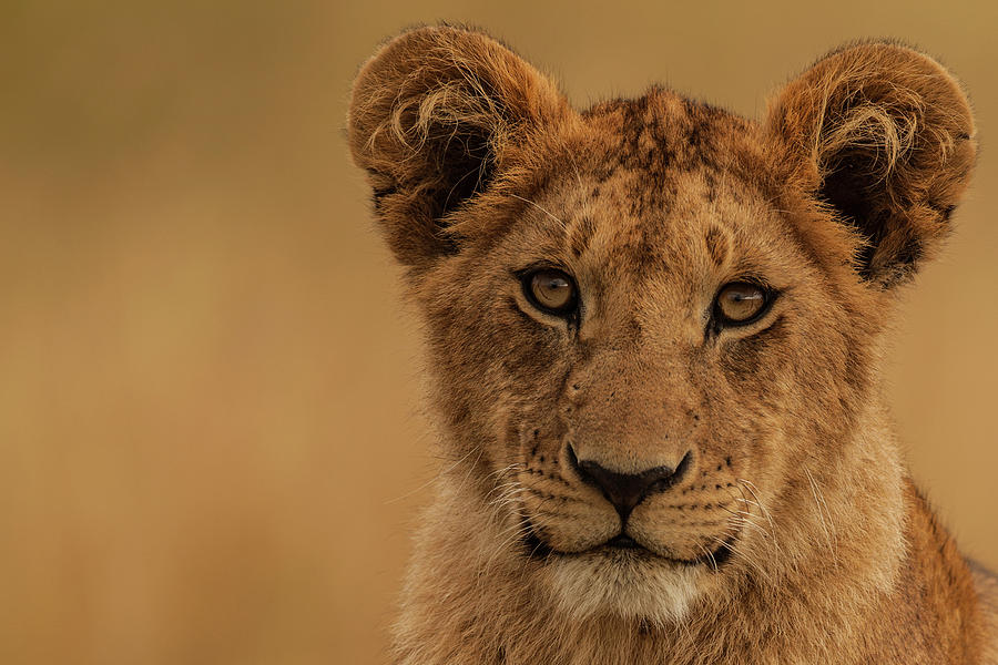Lion Cub Portrait Photograph by Manoj Shah