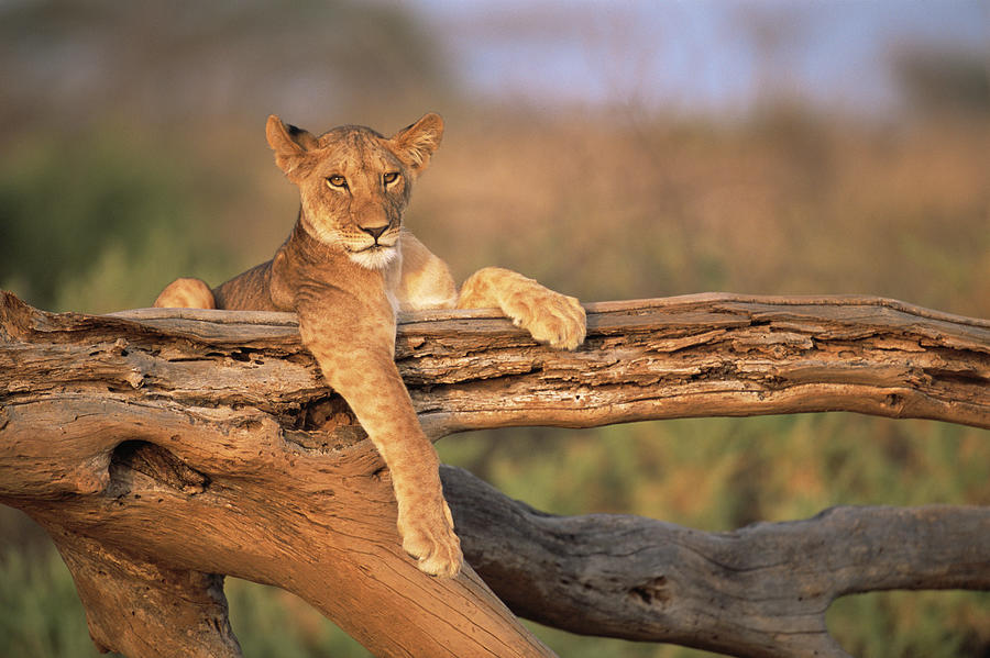 Lion Cub Resting On Fallen Tree Photograph by James Warwick