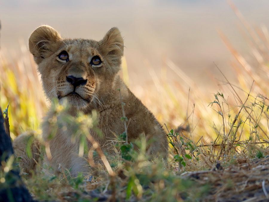 Wildlife Photograph - Lion Cub by Silje Wessel Pettersen