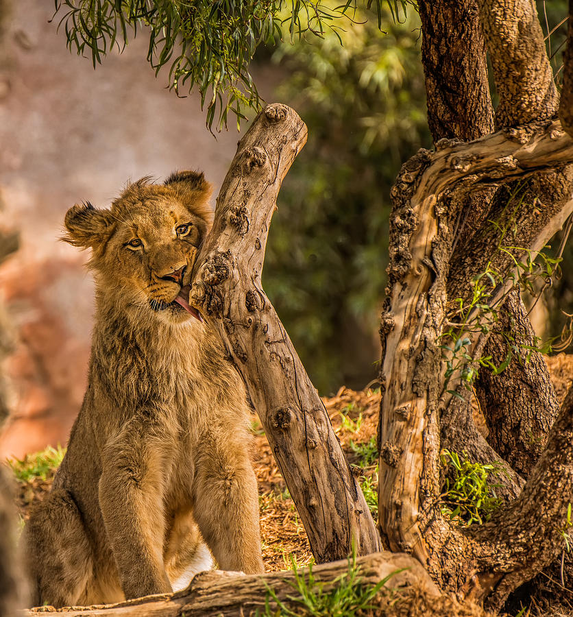 Lion Cub Photograph by Teri Reames