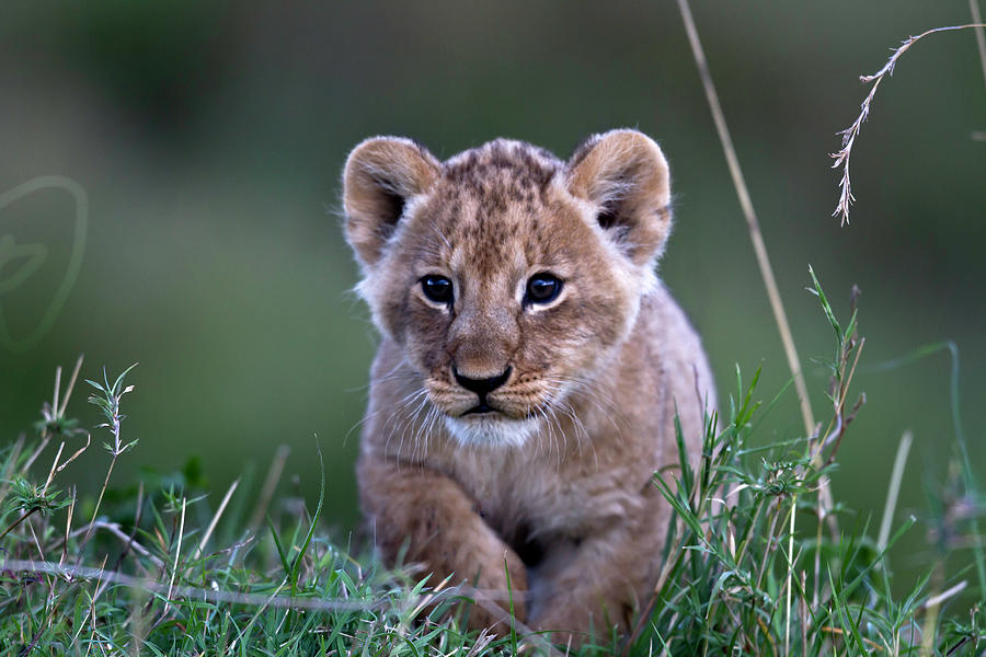 Lion Cub Walking Photograph by Manoj Shah