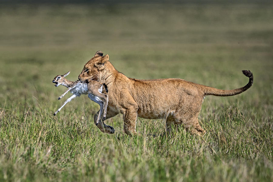 Wildlife Photograph - Lion Cub With Gazelle by Xavier Ortega