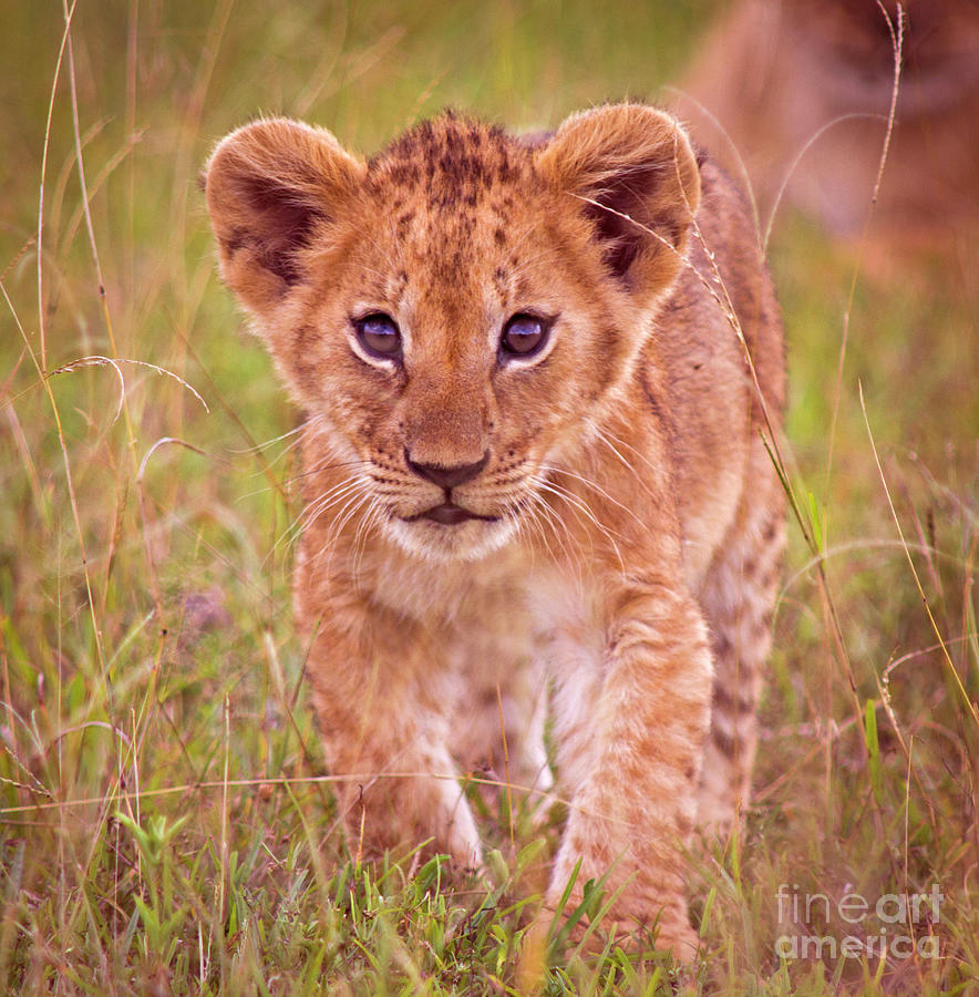 Lion Cub Photograph by Wldavies