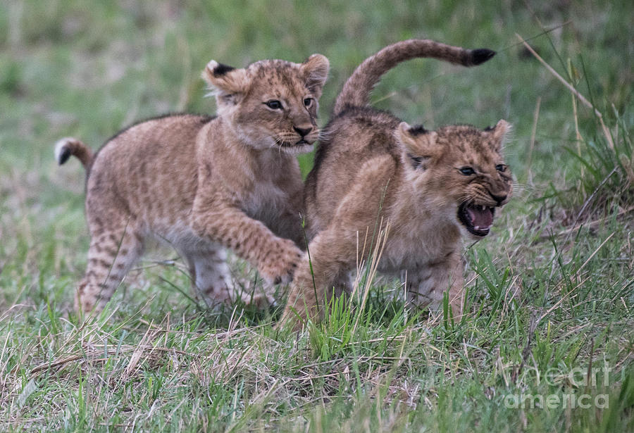 Lion Cubs Growl - Serengeti by Steve Somerville Lion Cubs Growl - Serengeti by Steve Somerville