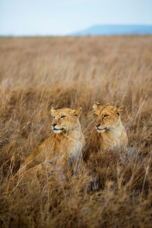 Lion Cubs Digital Art by Marco Gaiotti