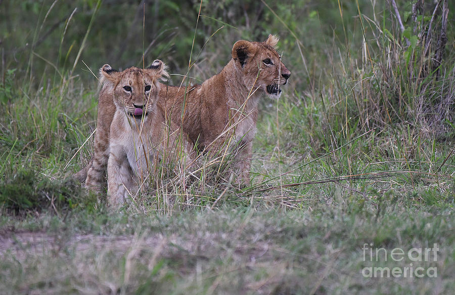 Lion Cubs - Masai Mara Photograph by Steve Somerville