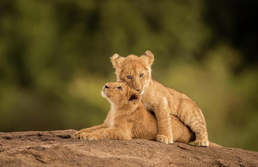 Lion Cubs Photograph by Narasimhan