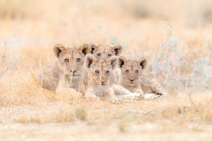 Lion Cubs Photograph by Ozkan Ozmen / Big Lens Adventures