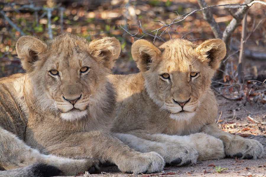 Lion Cubs Photograph by Patrick Nowotny