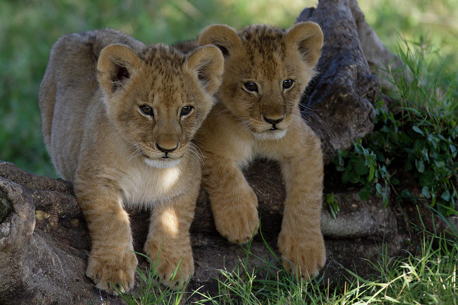 Lion Cubs Playing In Shade Of A Tree by Manoj Shah