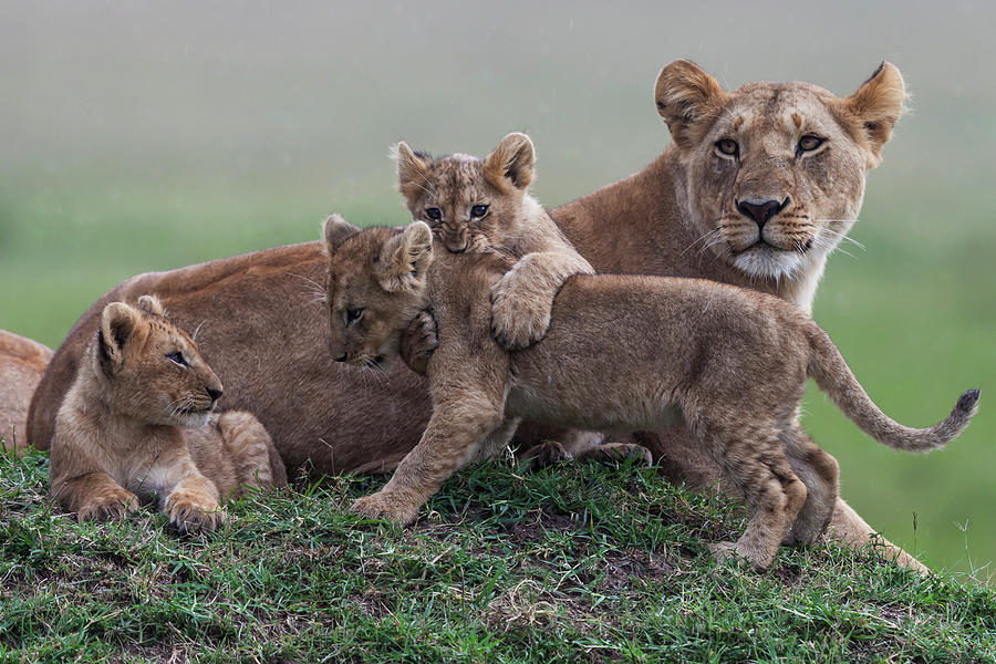 Lion Cubs Playing On Mound With Mother Photograph by Manoj Shah